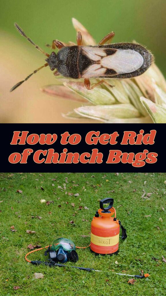 Get Rid of Chinch Bugs