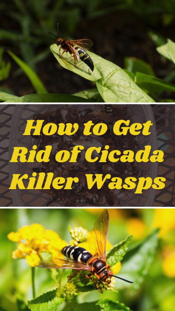 Get Rid of Cicada Killer Wasps