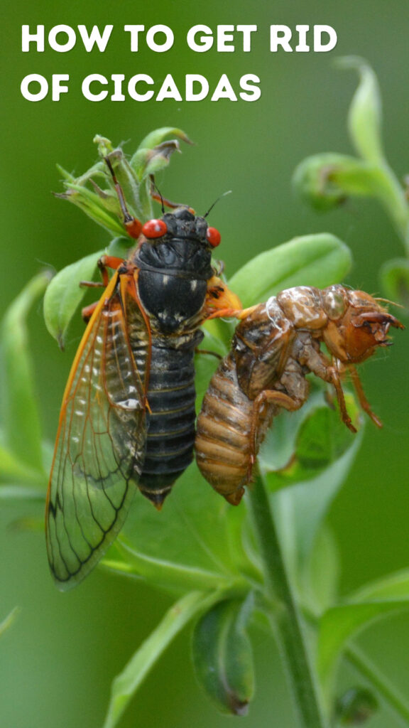 Get Rid of Cicadas