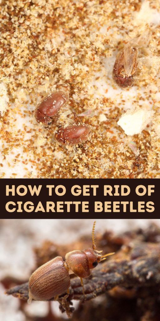 Get Rid of Cigarette Beetles