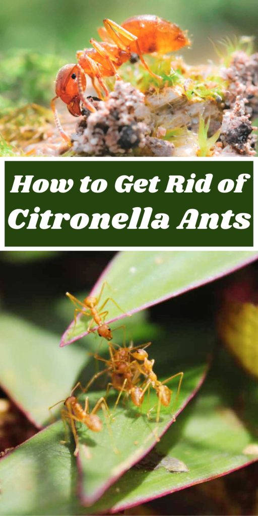 Get Rid of Citronella Ants