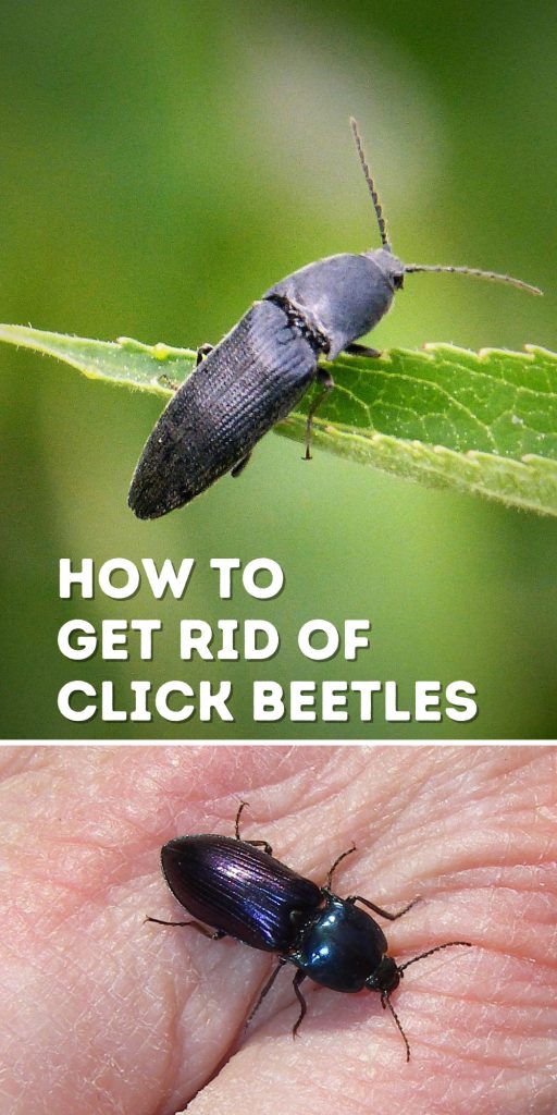 Get Rid of Click Beetles