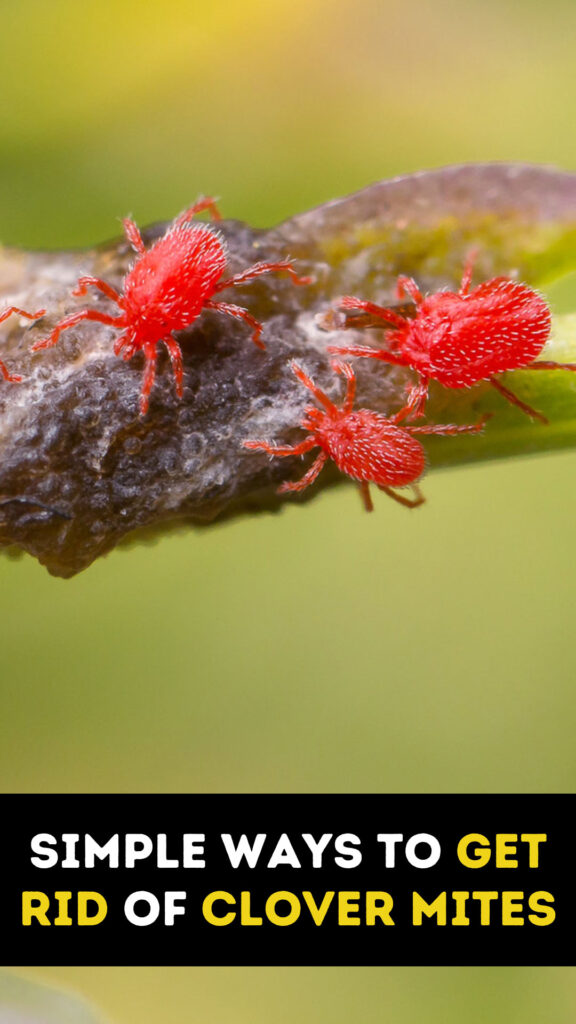 Get Rid of Clover Mites