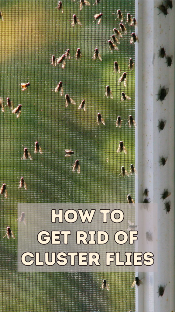 Get Rid of Cluster Flies