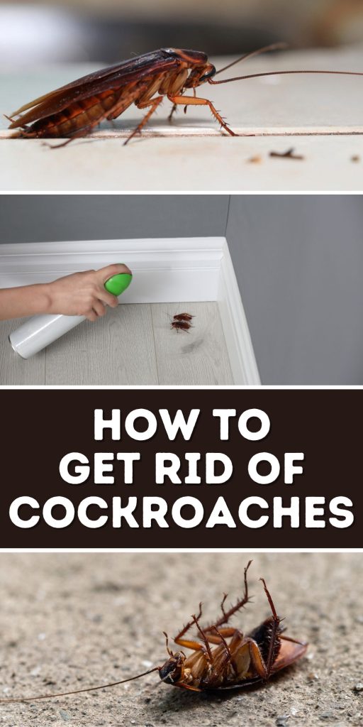 Get Rid of Cockroaches