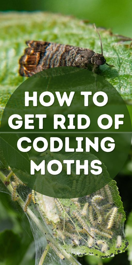 Get Rid of Codling Moths