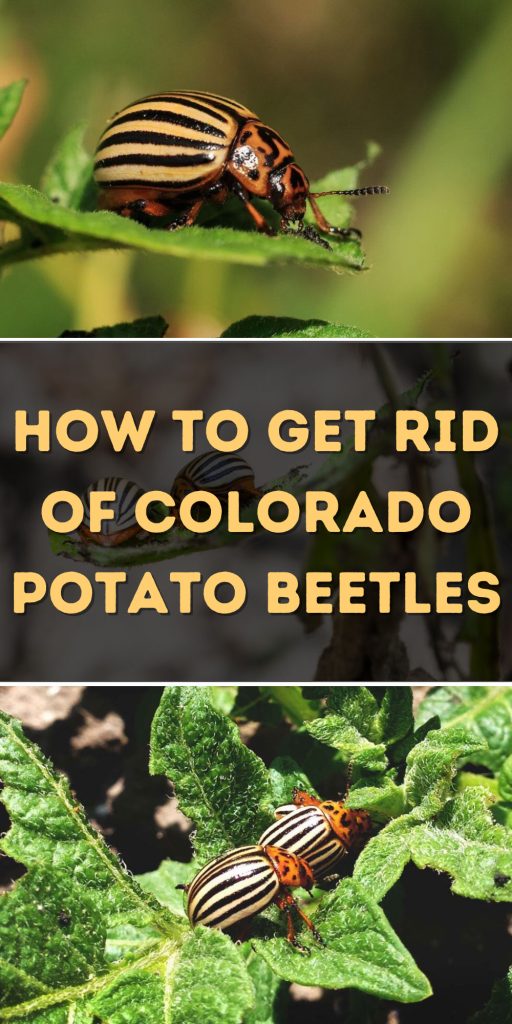 Get Rid of Colorado Potato Beetles