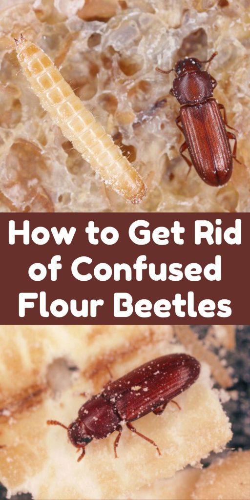 Get Rid of Confused Flour Beetles