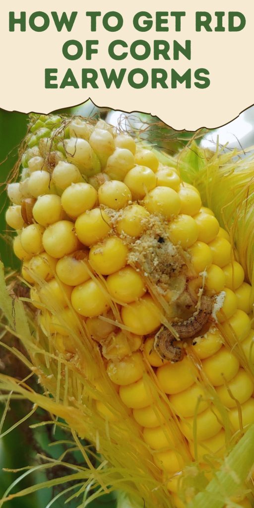 Get Rid of Corn Earworms