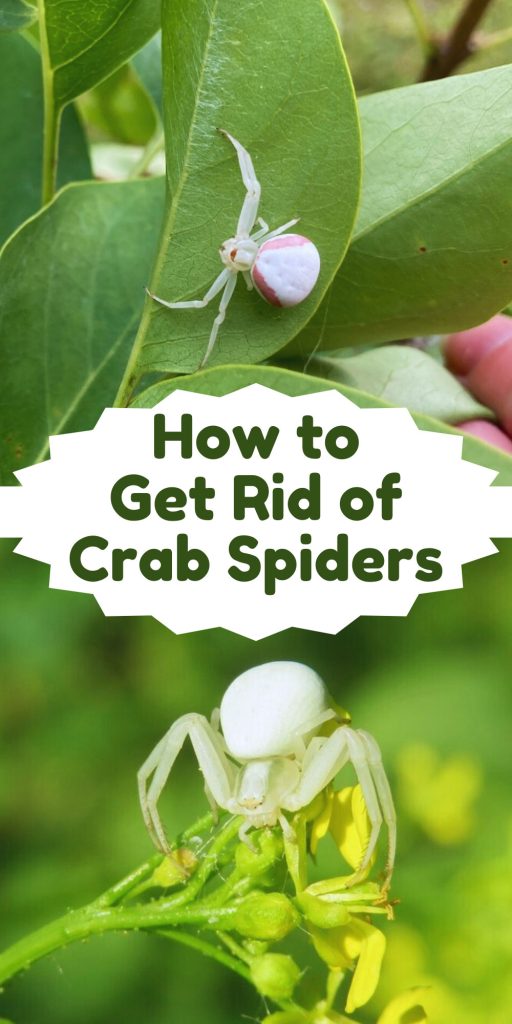 Get Rid of Crab Spiders