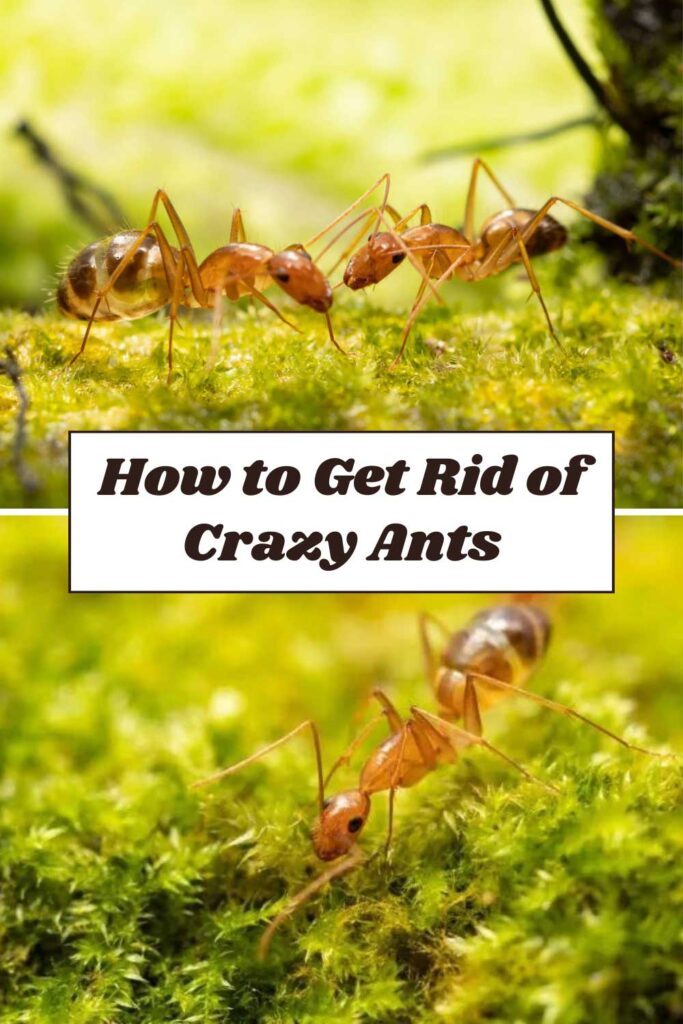 Get Rid of Crazy Ants