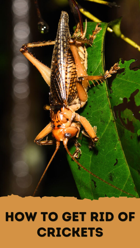 Get Rid of Crickets