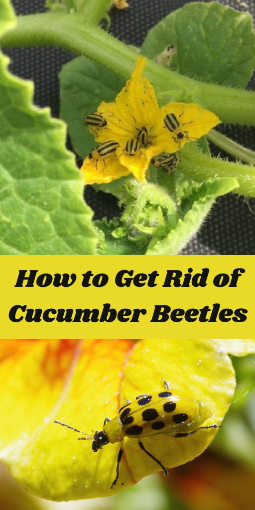 Get Rid of Cucumber Beetles