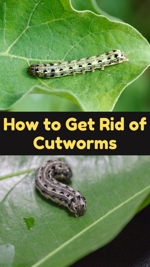 Get Rid of Cutworms