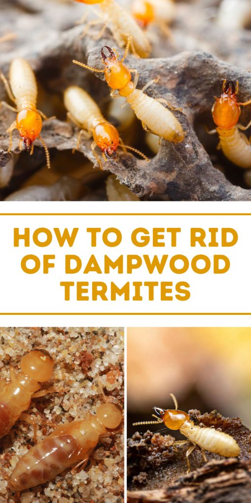 Get Rid of Dampwood Termites