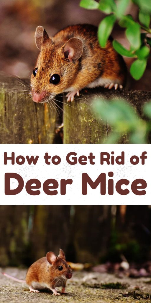 Get Rid of Deer Mice