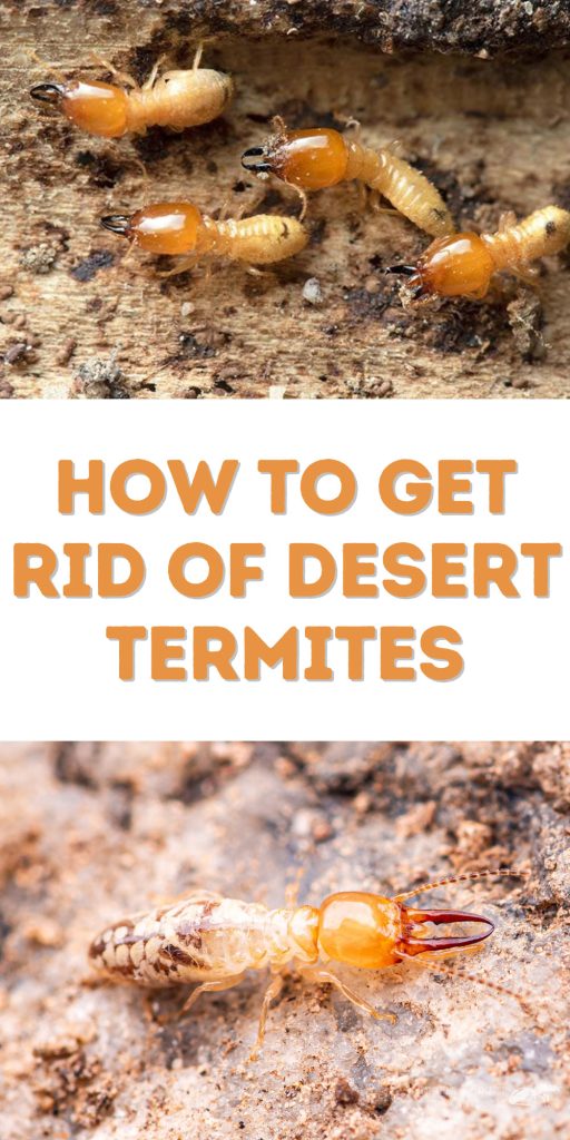 Get Rid of Desert Termites