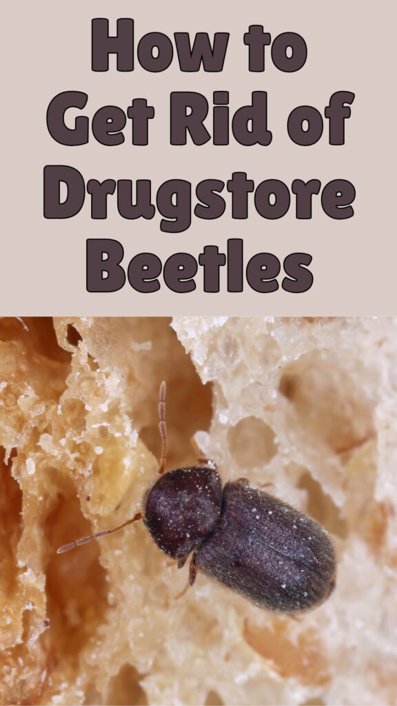 Get Rid of Drugstore Beetles