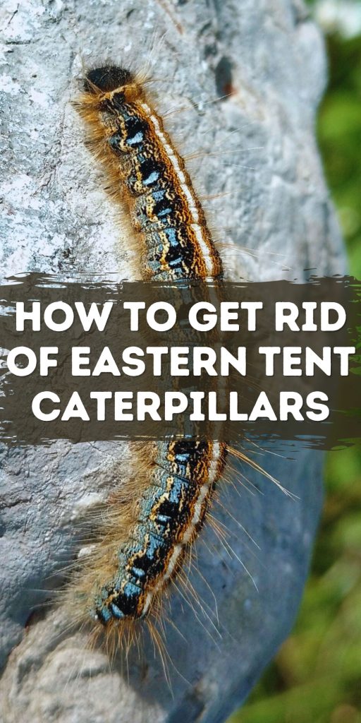 Get Rid of Eastern Tent Caterpillars