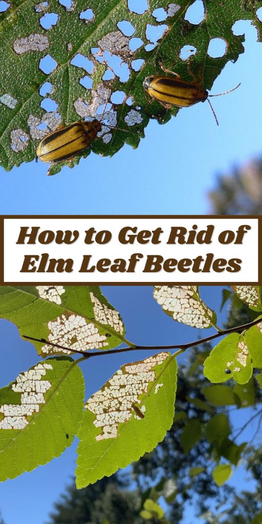 Get Rid of Elm Leaf Beetles