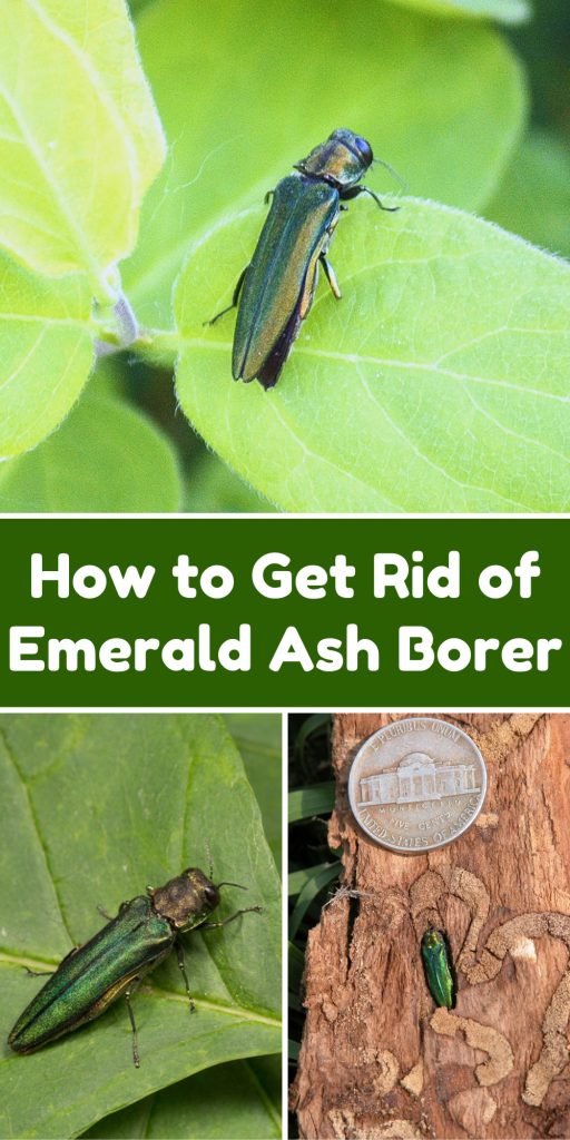 Get Rid of Emerald Ash Borer