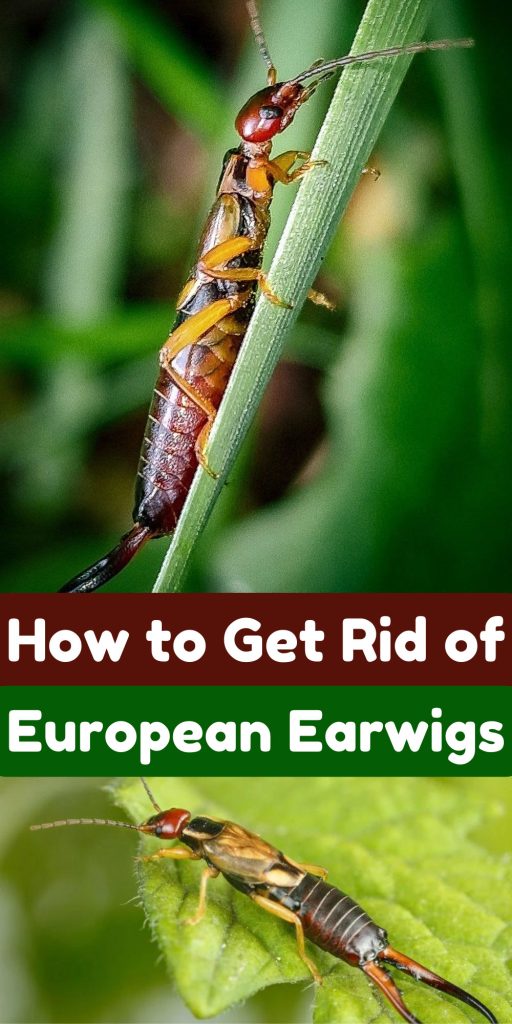 How to Get Rid of European Earwigs