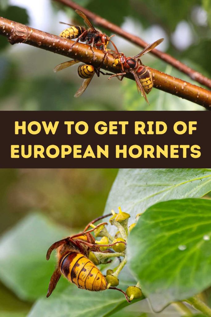 Get Rid of European Hornets