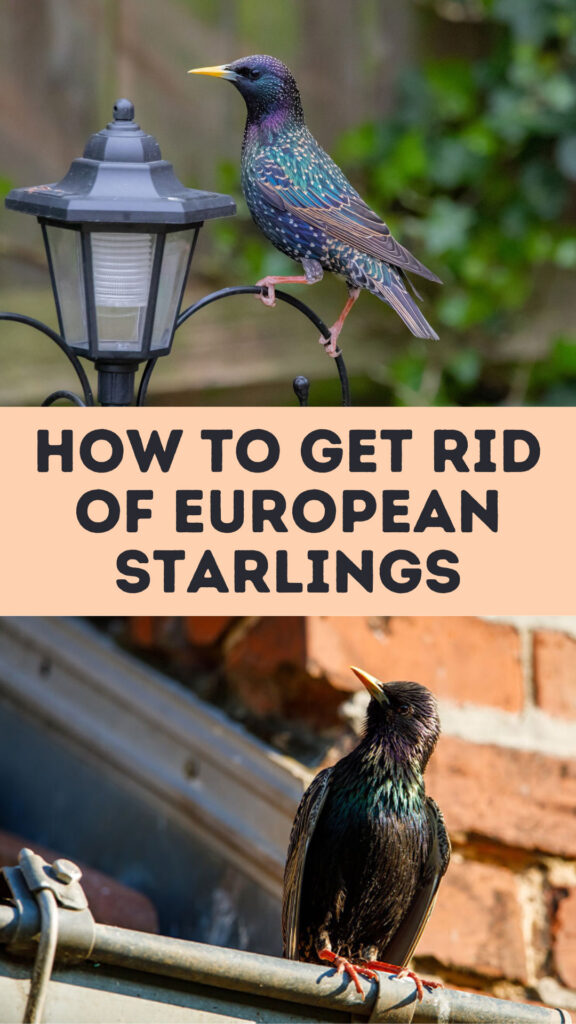 Get Rid of European Starlings