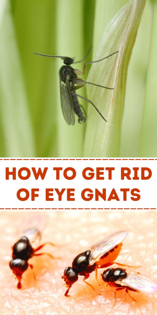 How to Get Rid of Eye Gnats