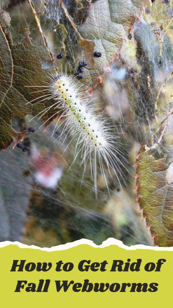 Get Rid of Fall Webworms