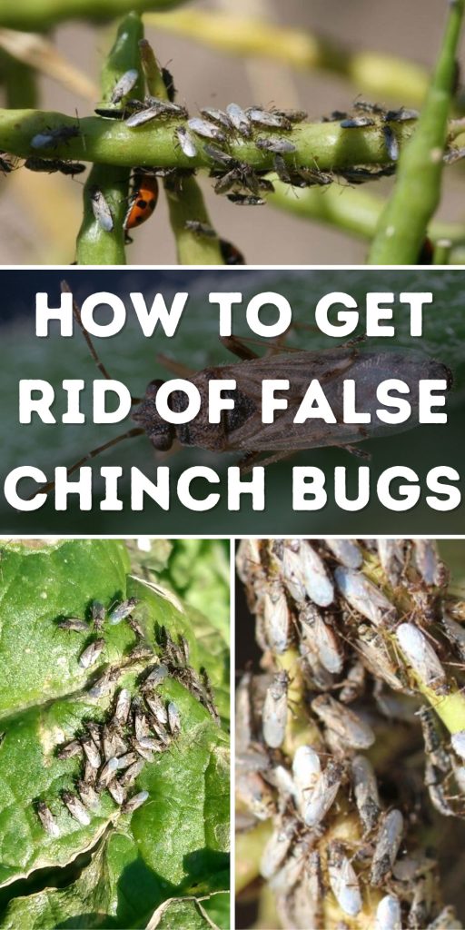 Get Rid of False Chinch Bugs