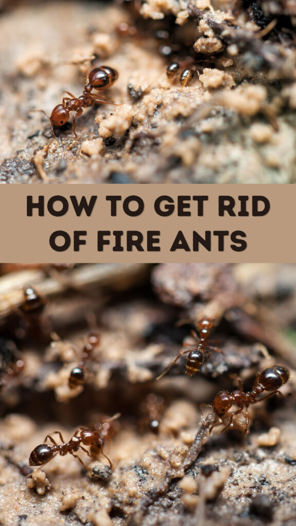 Get Rid of Fire Ants