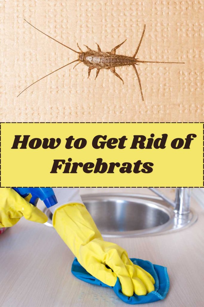 Get Rid of Firebrats