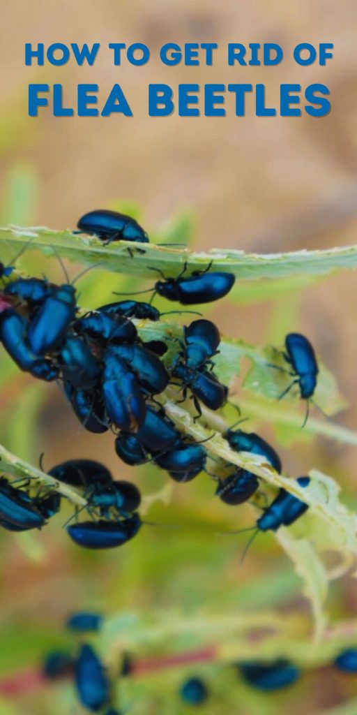 Get Rid of Flea Beetles