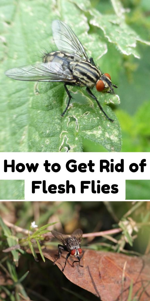 Get Rid of Flesh Flies