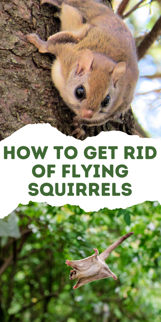 Get Rid of Flying Squirrels