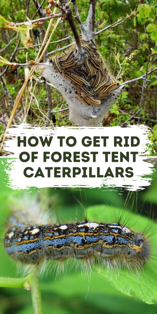 Get Rid of Forest Tent Caterpillars