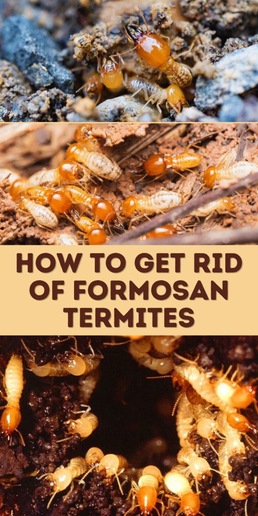 Get Rid of Formosan Termites