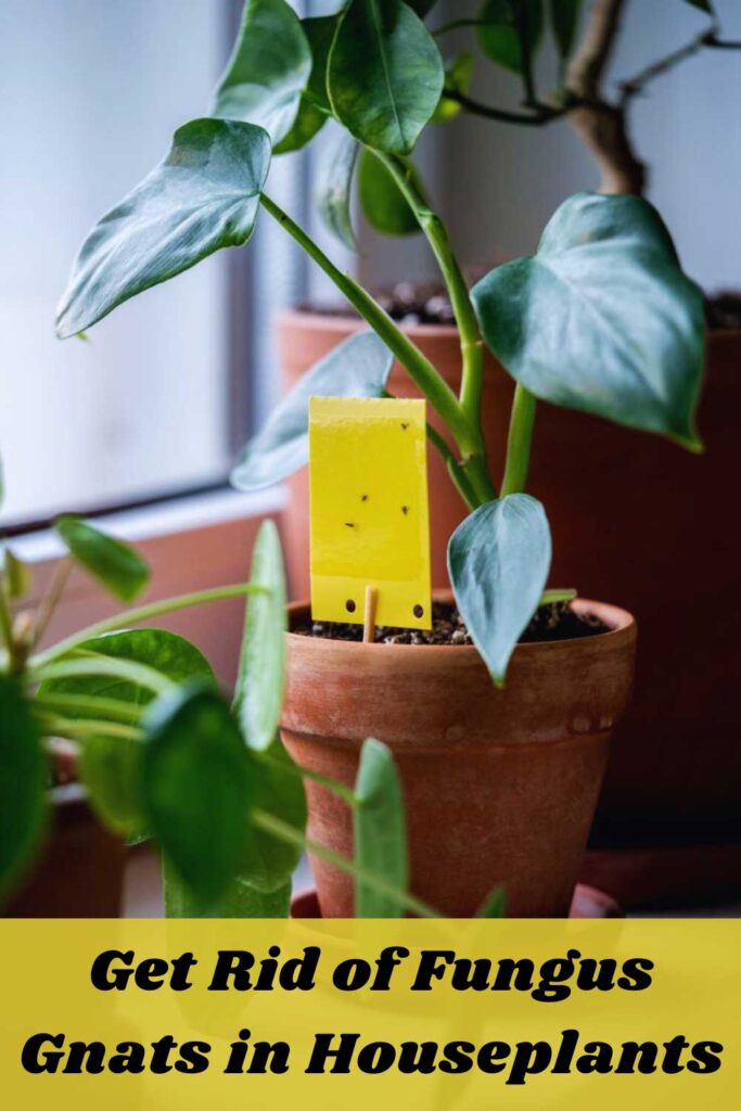 Get Rid of Fungus Gnats in Houseplants