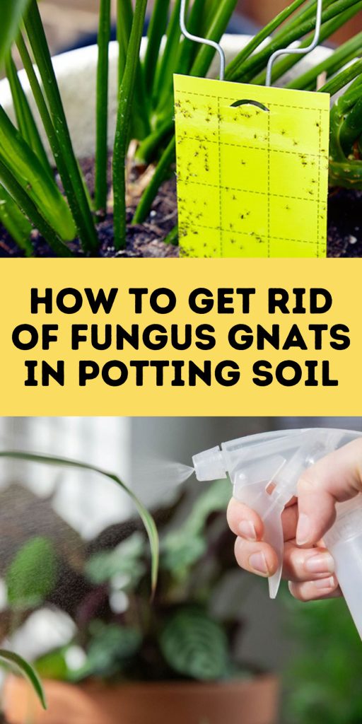 Get Rid of Fungus Gnats in Potting Soil