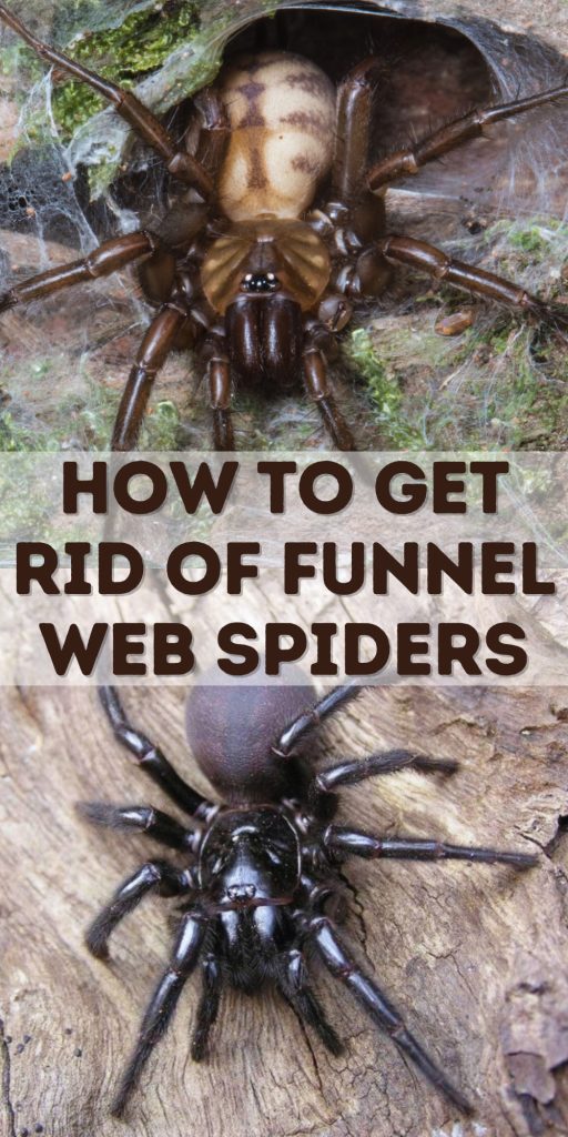 Get Rid of Funnel Web Spiders