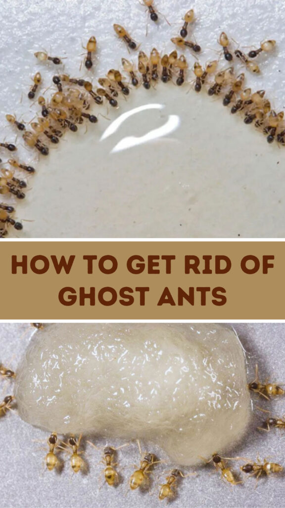 How to Get Rid of Ghost Ants