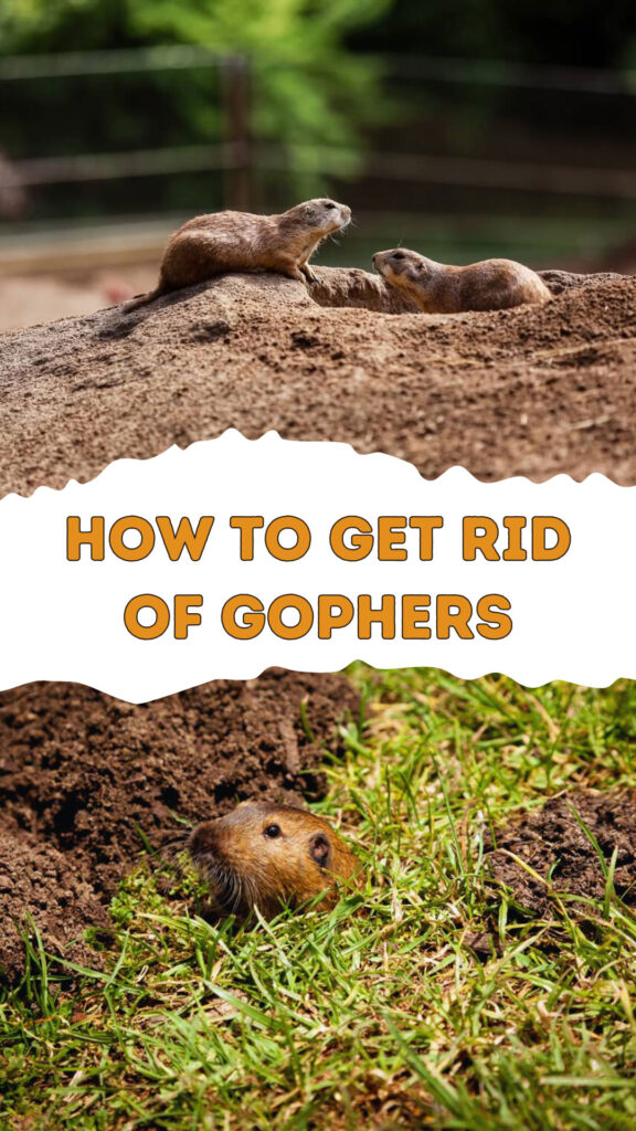 Get Rid of Gophers