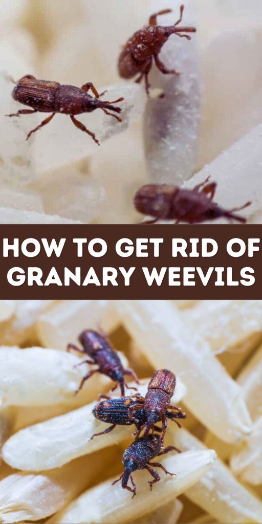 Get Rid of Granary Weevils