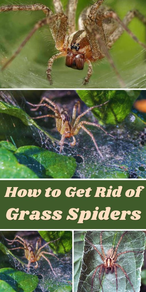 Get Rid of Grass Spiders