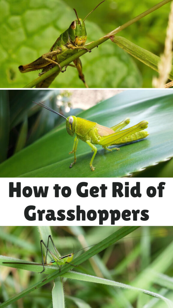 Get Rid of Grasshoppers