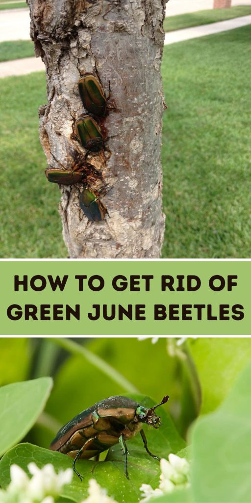 Get Rid of Green June Beetles