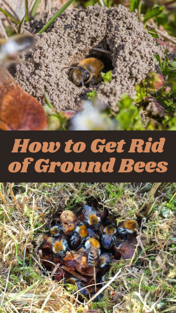 Get Rid of Ground Bees