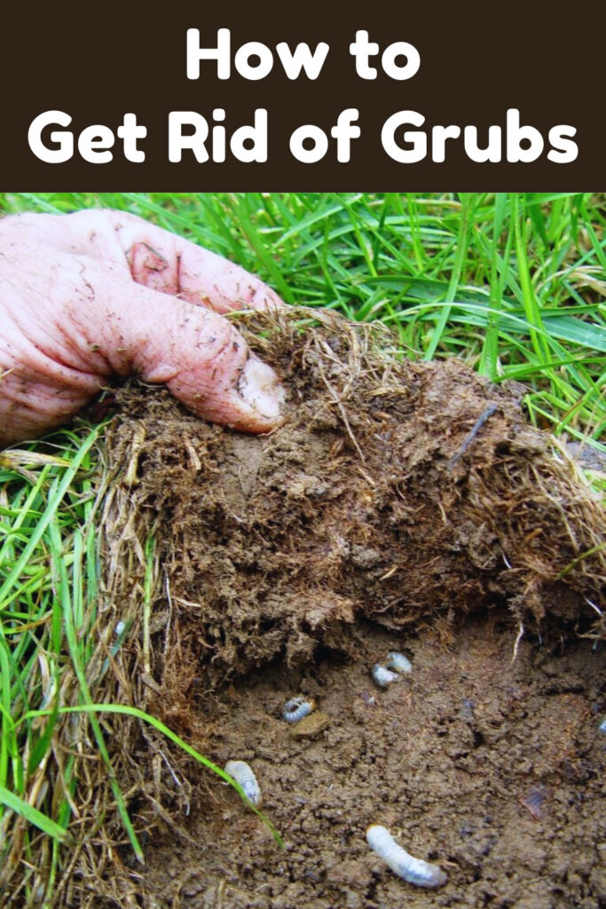 Get Rid of Grubs