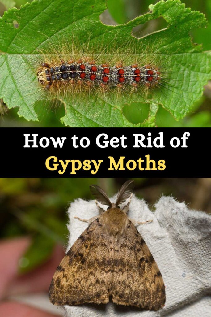 Get Rid of Gypsy Moths